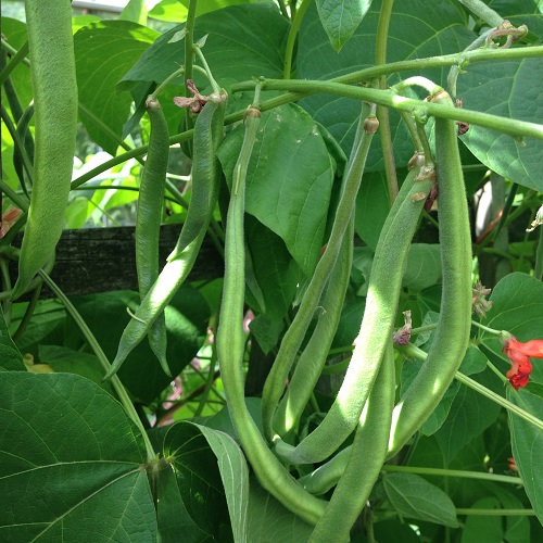 Runner Bean Firestorm